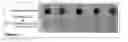 Fig. 07 - Methods and Compositions for Phototransfer