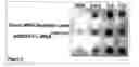 Fig. 08 - Methods and Compositions for Phototransfer