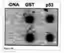 Fig. 20 - Methods and Compositions for Phototransfer