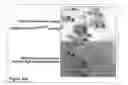 Fig. 30 - Methods and Compositions for Phototransfer