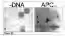 Fig. 33 - Methods and Compositions for Phototransfer