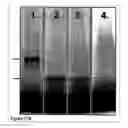 Fig. 37 - Methods and Compositions for Phototransfer