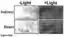 Fig. 44 - Methods and Compositions for Phototransfer