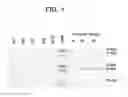 Fig. 02 - Neurturin molecules