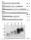 Fig. 02 - Long-acting polypeptides and methods of producing and administering same