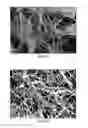 Fig. 02 - Keratin bioceramic compositions
