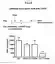 Fig. 06 - METHOD OF TREATING AND PREVENTING OCULAR ANGIOGENESIS