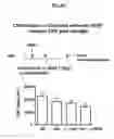 Fig. 08 - METHOD OF TREATING AND PREVENTING OCULAR ANGIOGENESIS
