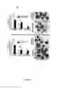 Fig. 08 - Methods and compositions for the treatment of β-thalassemia