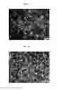 Fig. 08 - COMPOSITION FOR REPAIRING CARTILAGE TISSUE, METHOD FOR PRODUCING SAME, AND USE THEREOF