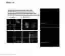 Fig. 16 - Compounds and methods for inhibiting cell death
