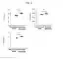Fig. 07 - Bone loss preventing and bone regeneration or bone formation promoting pharmaceutical composition comprising muramyl dipeptide