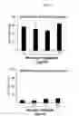 Fig. 09 - Bone loss preventing and bone regeneration or bone formation promoting pharmaceutical composition comprising muramyl dipeptide