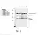 Fig. 06 - Inhibitors of human EZH2, and methods of use thereof
