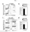 Fig. 02 - METHODS FOR DELAYING OR PREVENTING THE ONSET OF TYPE 1 DIABETES