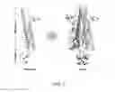 Fig. 03 - Disulfide stabilized foldon polypeptides