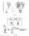 Fig. 07 - Disulfide stabilized foldon polypeptides
