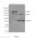 Fig. 08 - Disulfide stabilized foldon polypeptides
