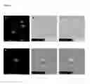 Fig. 02 - Method for antigen delivery
