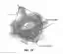 Fig. 27 - Method for providing directional therapy to skeletal joints