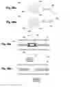Fig. 26 - Device and method for establishing an artificial arterio-venous fistula