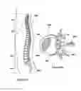 Fig. 77 - Inflatable medical devices