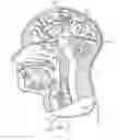 Fig. 01 - INDUCING NEUROGENESIS WITHIN A HUMAN BRAIN