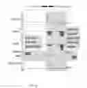 Fig. 12 - Methods and devices for assessing risk of female infertility