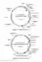 Fig. 10 - Biocontrol