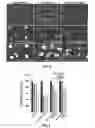 Fig. 08 - Methods And Compositions Comprising A Drosophila Model Of Amyotrophic Lateral Sclerosis