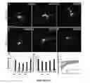 Fig. 28 - Methods And Compositions Comprising A Drosophila Model Of Amyotrophic Lateral Sclerosis