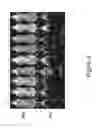 Fig. 03 - Compositions and methods for in vivo evaluation of bioluminescence