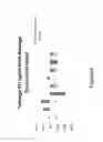 Fig. 04 - Compositions and methods for in vivo evaluation of bioluminescence