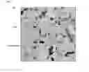 Fig. 09 - Transgenic non-human animal comprising a mutant alpha-synuclein