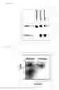 Fig. 03 - COMPOSITION FOR INDUCING PROLIFERATION OR ACCUMULATION OF REGULATORY T CELLS