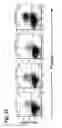 Fig. 20 - COMPOSITION FOR INDUCING PROLIFERATION OR ACCUMULATION OF REGULATORY T CELLS