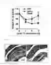 Fig. 32 - COMPOSITION FOR INDUCING PROLIFERATION OR ACCUMULATION OF REGULATORY T CELLS