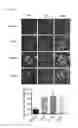 Fig. 11 - Animal model for epilepsy and method for producing the same