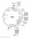 Fig. 02 - Methods for producing transgenic plants