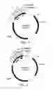 Fig. 02 - Universal donor system for gene targeting
