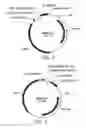 Fig. 03 - Universal donor system for gene targeting