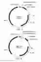 Fig. 04 - Universal donor system for gene targeting