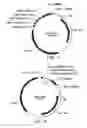 Fig. 05 - Universal donor system for gene targeting
