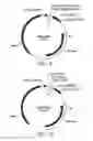 Fig. 06 - Universal donor system for gene targeting