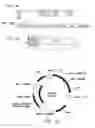 Fig. 08 - Universal donor system for gene targeting