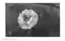 Fig. 01 - Shrub rose plant named 'Sprolych'