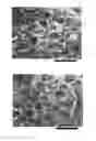 Fig. 01 - Effervescent texturing