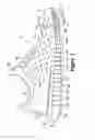 Fig. 02 - Article of footwear with a stretchable upper and an articulated sole structure