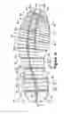 Fig. 08 - Article of footwear with a stretchable upper and an articulated sole structure