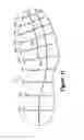 Fig. 12 - Article of footwear with a stretchable upper and an articulated sole structure